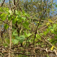 Tinospora cordifolia (Willd.) Hook.f. & Thomson